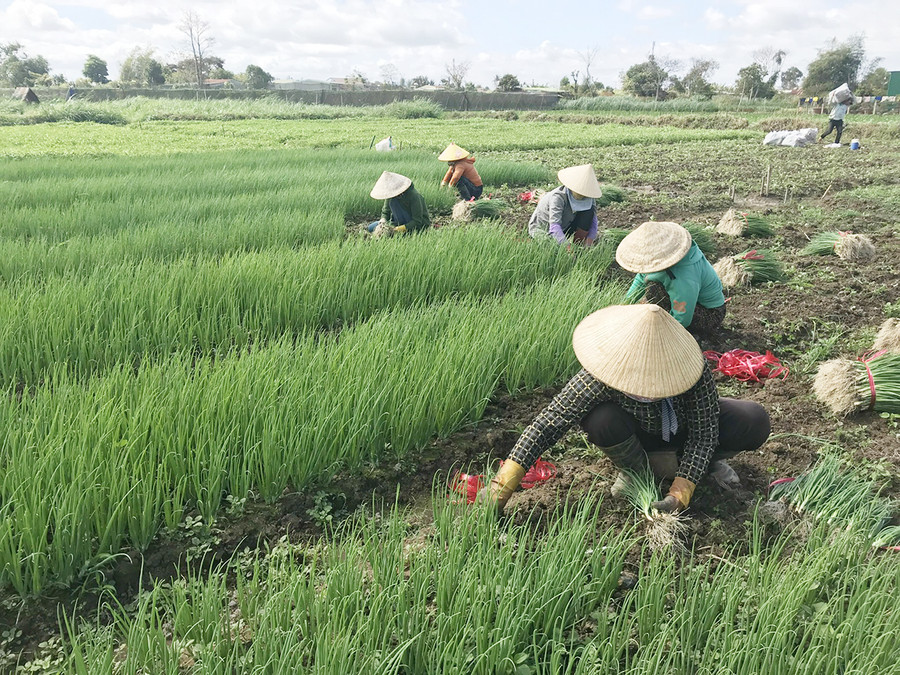 Nông dân xã An Phú (TP. Pleiku) thu hoạch hành lá. Ảnh: Nguyễn Diệp
