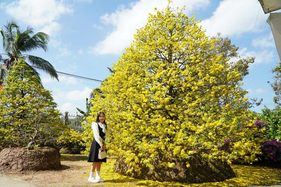 Cây mai vàng “khủng” trong vườn nhà anh Đạt.