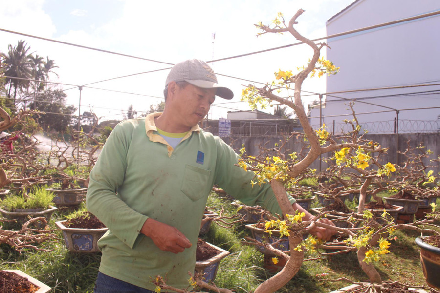 Ông Đỗ Trọng Khánh ở thôn 1 (xã Ea Tu, TP. Buôn Ma Thuột, tỉnh Đắk Lắk) chăm sóc cây mai vàng được khách hàng gửi. Ảnh: Hoàng Linh