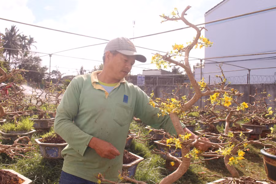 Ông Đỗ Trọng Khánh ở thôn 1 (xã Ea Tu, TP. Buôn Ma Thuột, tỉnh Đắk Lắk) chăm sóc cây mai vàng được khách hàng gửi. Ảnh: Hoàng Linh