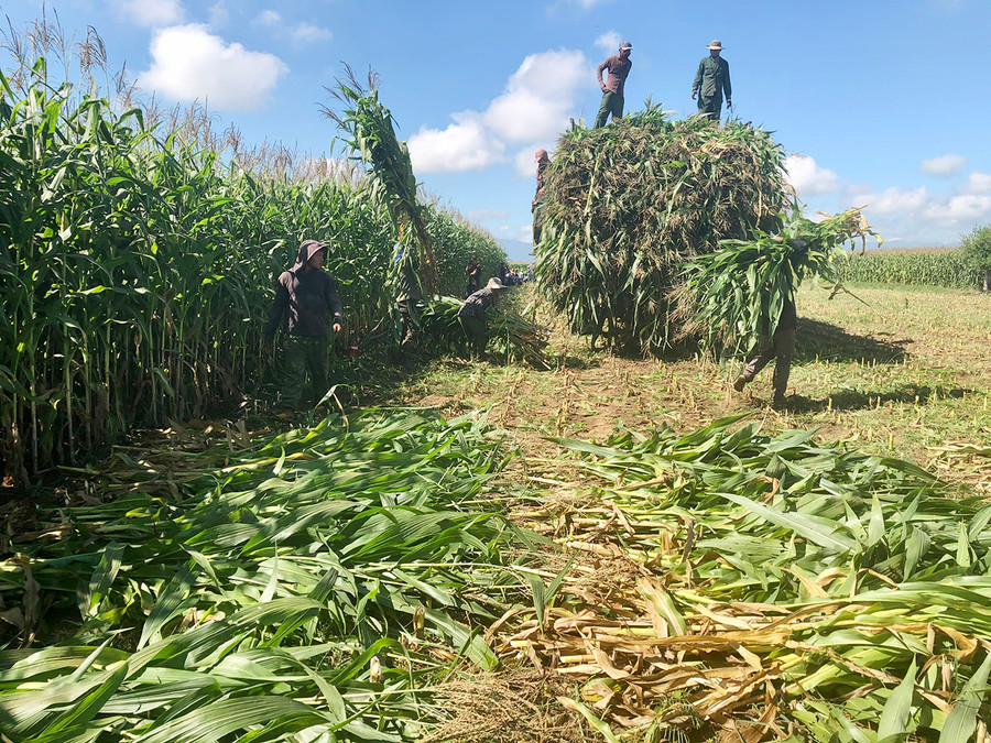Mô hình sản xuất bắp sinh khối ở huyện Ia Pa cho thu nhập cao. Ảnh: Lê Nam Mô hình sản xuất bắp sinh khối ở huyện Ia Pa cho thu nhập cao. Ảnh: Lê Nam