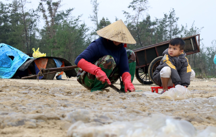Ngư dân thực hiện công đoạn sơ chế sứa ngay tại bãi biển. Ảnh: Phạm Đức