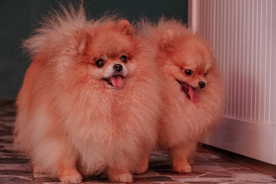 Giá một con chó Phốc sóc là từ 20 - 30 triệu đồng, thậm chí có con 120 - 130 triệu đồng. Ảnh: Duy Tân