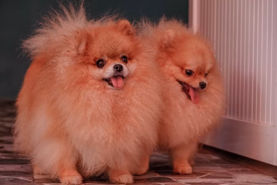 Giá một con chó Phốc sóc là từ 20 - 30 triệu đồng, thậm chí có con 120 - 130 triệu đồng. Ảnh: Duy Tân