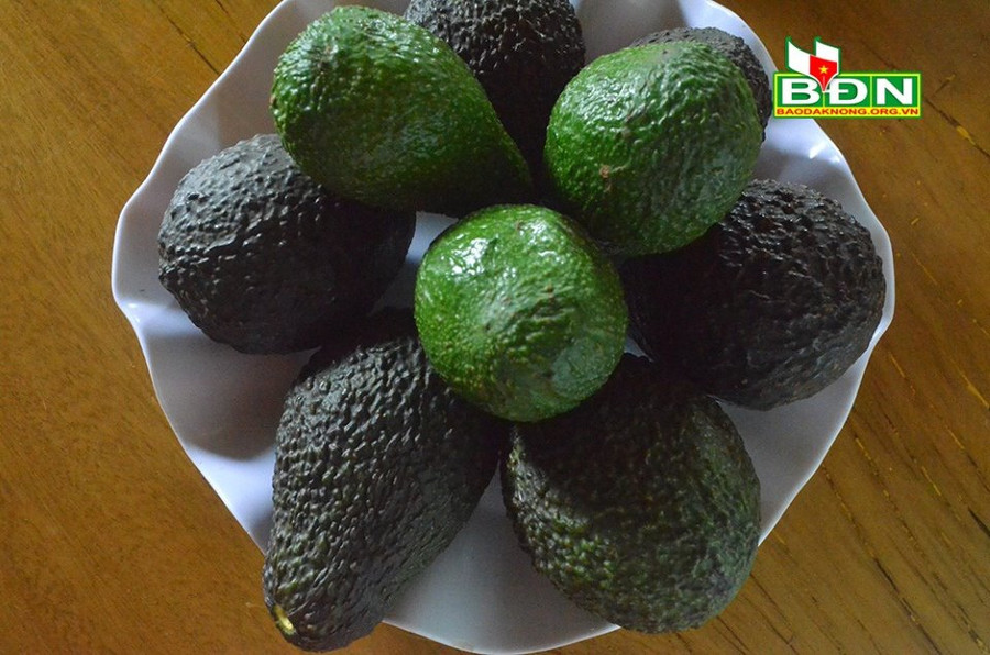 Các giống bơ đặc sản ở vùng núi lủa Nâm Kar (huyện Krông Nô, tỉnh Đắk Nông) được người tiêu dùng ưa chuộng Các giống bơ đặc sản ở vùng núi lủa Nâm Kar (huyện Krông Nô, tỉnh Đắk Nông) được người tiêu dùng ưa chuộng