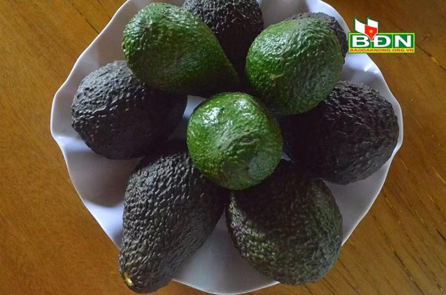 Các giống bơ đặc sản ở vùng núi lủa Nâm Kar (huyện Krông Nô, tỉnh Đắk Nông) được người tiêu dùng ưa chuộng