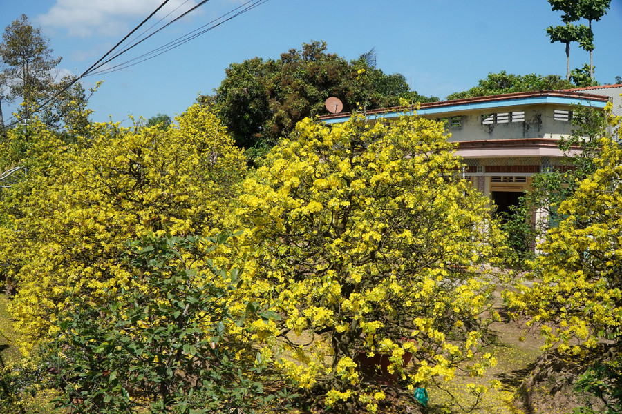  Căn nhà to như bị rừng mai vàng che khuất. Ảnh: Xuân Phúc