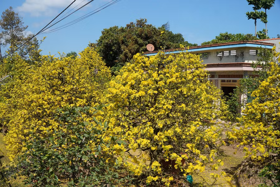  Căn nhà to như bị rừng mai vàng che khuất. Ảnh: Xuân Phúc