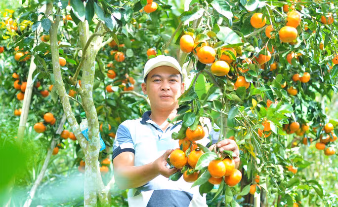 Tại đây, người dân canh tác gồm 3 loại gồm: quýt đường, quýt giấy và quýt tiều. Trong đó, quýt đường chiếm đa số và cho thu nhập cao nhất với giá bán khoảng 25.000 - 40.000 đồng/kg.