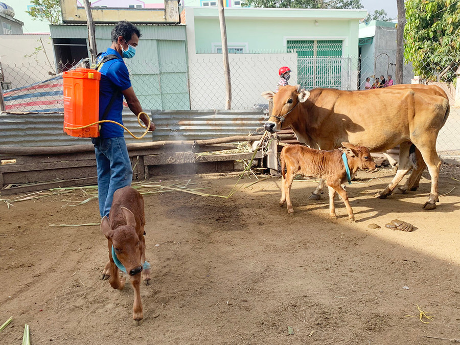  Anh Ksor Flool (tổ dân phố 10, phường Đoàn Kết) phun hóa chất khử trùng chuồng trại cho toàn bộ đàn vật nuôi. Ảnh: Vũ Chi