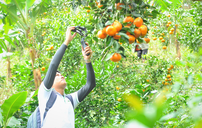 Tại thị trấn D’Ran, quýt được trồng trên triền đồi và người dân có xu hướng hạn chế sử dụng phân bón hóa học, thuốc bảo vệ thực vật để nâng cao chất lượng cho sản phẩm.