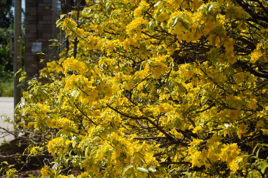 Những bông mai chen chúc nhau đua nở mang lại may mắn cho gia chủ. Ảnh: Xuân Phúc