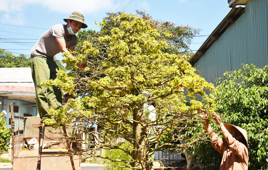 Anh Lê Văn Thảo (phường Yên Thế, TP. Pleiku) ngắt hoa, nụ cho cây mai sau những ngày Tết. Ảnh: Hà Phương Anh Lê Văn Thảo (phường Yên Thế, TP. Pleiku) ngắt hoa, nụ cho cây mai sau những ngày Tết. Ảnh: Hà Phương