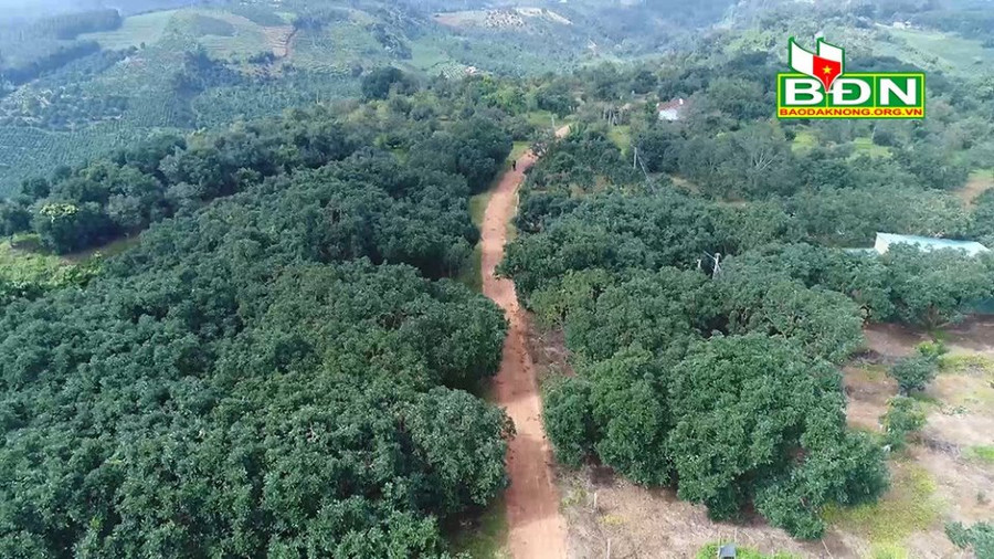 Dần hình thành vùng sản xuất bơ đặc sản lớn ở khu vực núi lửa Nâm Kar, huyện Krông Nô, tỉnh Đắk Nông. Dần hình thành vùng sản xuất bơ đặc sản lớn ở khu vực núi lửa Nâm Kar, huyện Krông Nô, tỉnh Đắk Nông.