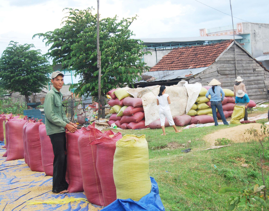 Người dân huyện Phú Thiện tuôn thóc khô vào bao chờ bán cho thương lái. Ảnh: Huỳnh Văn Mỹ Người dân huyện Phú Thiện tuôn thóc khô vào bao chờ bán cho thương lái. Ảnh: Huỳnh Văn Mỹ