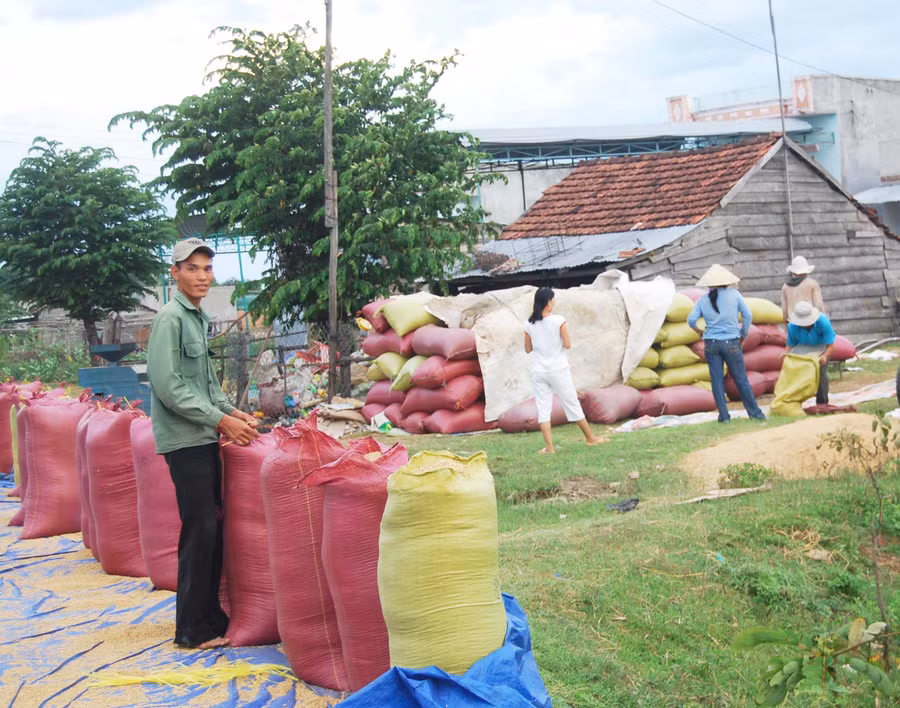 Người dân huyện Phú Thiện tuôn thóc khô vào bao chờ bán cho thương lái. Ảnh: Huỳnh Văn Mỹ