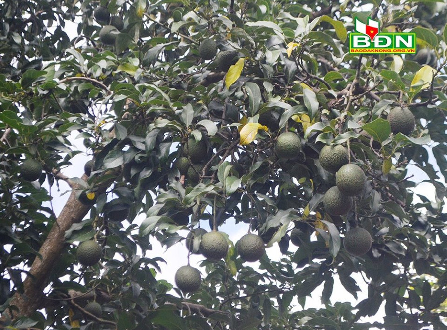 Bơ Reed trồng ở vùng núi lửa Nâm Kar có tỷ lệ đậu quả khá cao Bơ Reed trồng ở vùng núi lửa Nâm Kar có tỷ lệ đậu quả khá cao