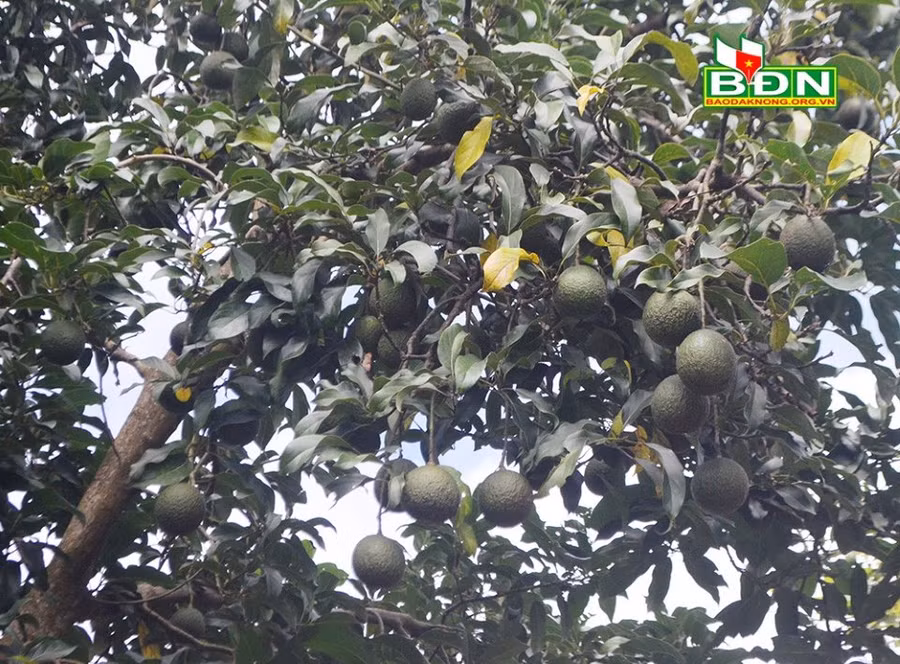 Bơ Reed trồng ở vùng núi lửa Nâm Kar có tỷ lệ đậu quả khá cao