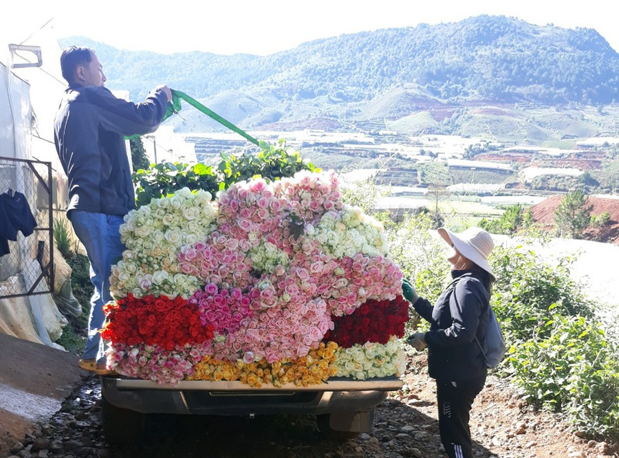 Hoa hồng giống mới trồng dưới chân núi Lang Biang có giá 8.000 đồng/cành. Ảnh: Lâm Viên Hoa hồng giống mới trồng dưới chân núi Lang Biang có giá 8.000 đồng/cành. Ảnh: Lâm Viên