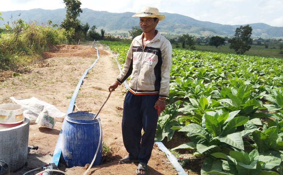 Hộ anh Kpă Mieo (buôn Ia Rnho) đã tiên phong chuyển đổi 2 ha đất trồng mì kém hiệu quả sang trồng thuốc lá nâu, ứng dụng tưới nước tiết kiệm. Ảnh: Nguyễn Ngọc