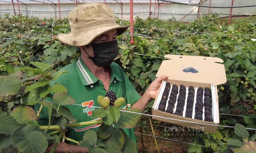 vÔng Nam cắt trái phúc bồn tử vào 1 hộp quy cách sẽ có 42 quả, trọng lượng khoảng 0.5kg. Hiện, giá bán trái phúc bồn tử ông Nam bán cho khách du lịch là 400.000 đồng/kg. Ảnh: Văn Long.