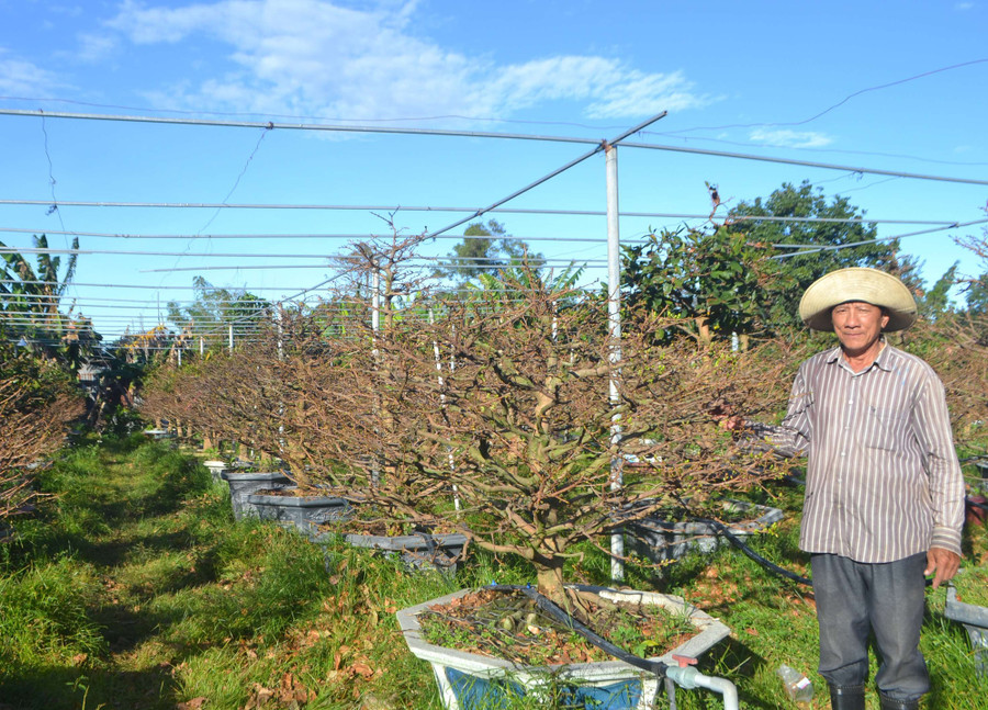 Mai vườn nhà anh Đinh Xuân Chánh, đường Mai Xuân Thưởng, tổ 3, phường Nguyễn Trãi, TP Kon Tum (tỉnh Kon Tum) đang khoe nụ. Ảnh: V.N