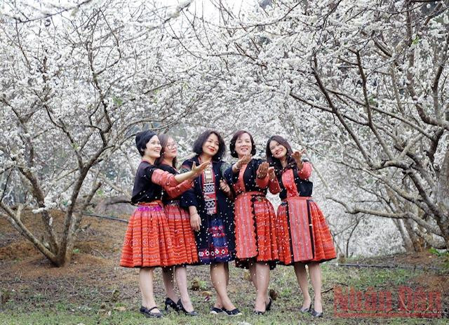  Nhiều du khách còn thuê trang phục dân tộc H’Mông để hoà mình cùng sắc trắng tinh khôi của hoa mận.
