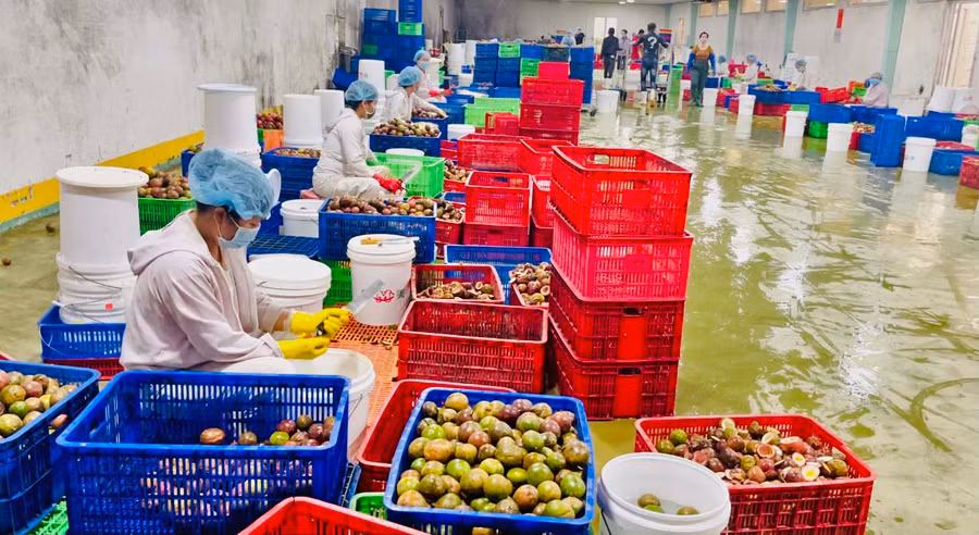 Nông sản Gia Lai ngày càng được các nước trên thế giới ưa chuộng. Ảnh: Vũ Thảo