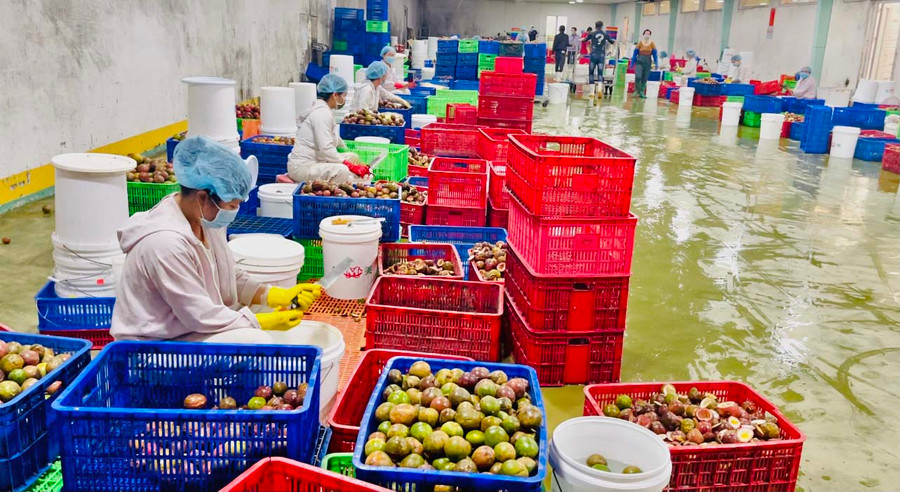 Nông sản Gia Lai ngày càng được các nước trên thế giới ưa chuộng. Ảnh: Vũ Thảo