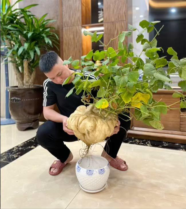 Cây cảnh độc lạ xuất hiện trên MXH TikTok nhanh chóng thu hút sự chú ý. Ảnh cắt từ clip