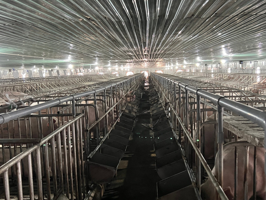 Việc HAGL "đến" với heo, nhất là heo ăn chuối đều là cái duyên. Ảnh:HAG Việc HAGL