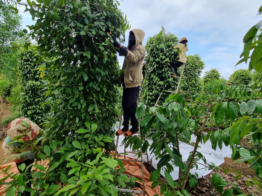 Nông dân xã Ea H’leo (huyện Ea H'leo - Đắk Lắk) thu hoạch tiêu. Ảnh: baodaklak
