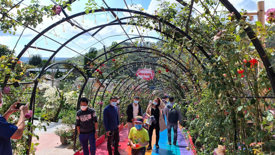 Đường hoa hồng trong Vườn Thượng Uyển Bay. Ảnh: Lâm Viên