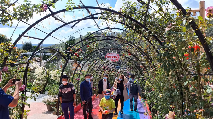 Đường hoa hồng trong Vườn Thượng Uyển Bay. Ảnh: Lâm Viên