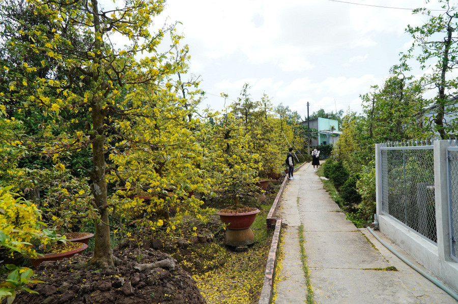 Con đường nhỏ quanh co với hai bên đầy mai vàng. Ảnh: Xuân Phúc