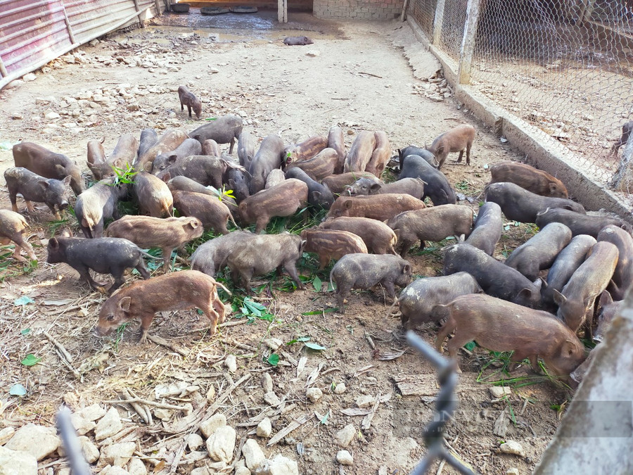 Mỗi năm sau khi trừ chi phí anh Cơ lãi hơn 500 triệu đồng nhờ nuôi heo rừng lai. Ảnh: T.H