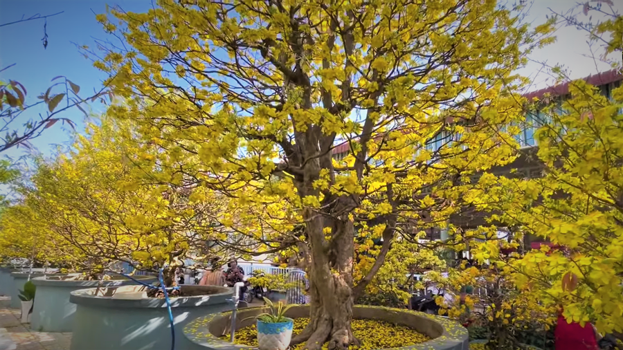 Cây mai 200 năm tuổi của ông Dũng. Ảnh: Duy Tân