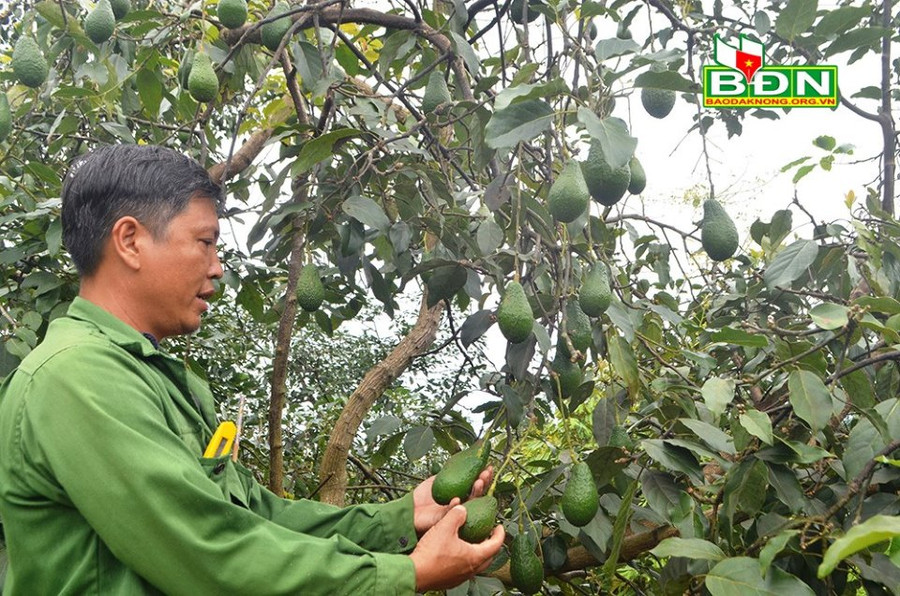 Bơ Pinkerton được anh Phương trồng thành công tại vùng núi lửa Nâm Kar, huyện Krông Nô, tỉnh Đắk Nông. Bơ Pinkerton được anh Phương trồng thành công tại vùng núi lửa Nâm Kar, huyện Krông Nô, tỉnh Đắk Nông.