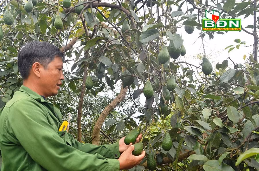 Bơ Pinkerton được anh Phương trồng thành công tại vùng núi lửa Nâm Kar, huyện Krông Nô, tỉnh Đắk Nông.