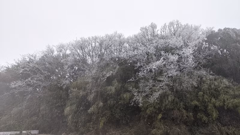 Cây cối cả vạt rừng bị băng giá phủ trắng xóa. ​