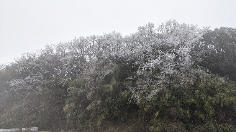 Cây cối cả vạt rừng bị băng giá phủ trắng xóa. ​