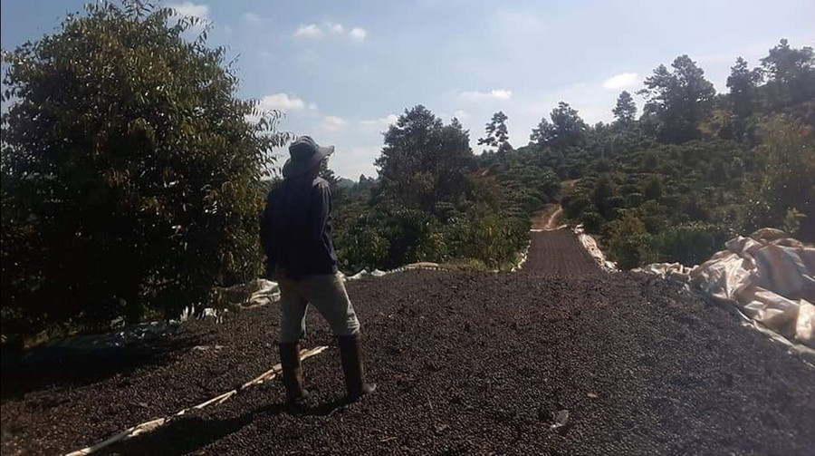 Nông dân khổ sở vì giá vật tư, nhân công tăng vùn vụt. Ảnh: Quang Thuần