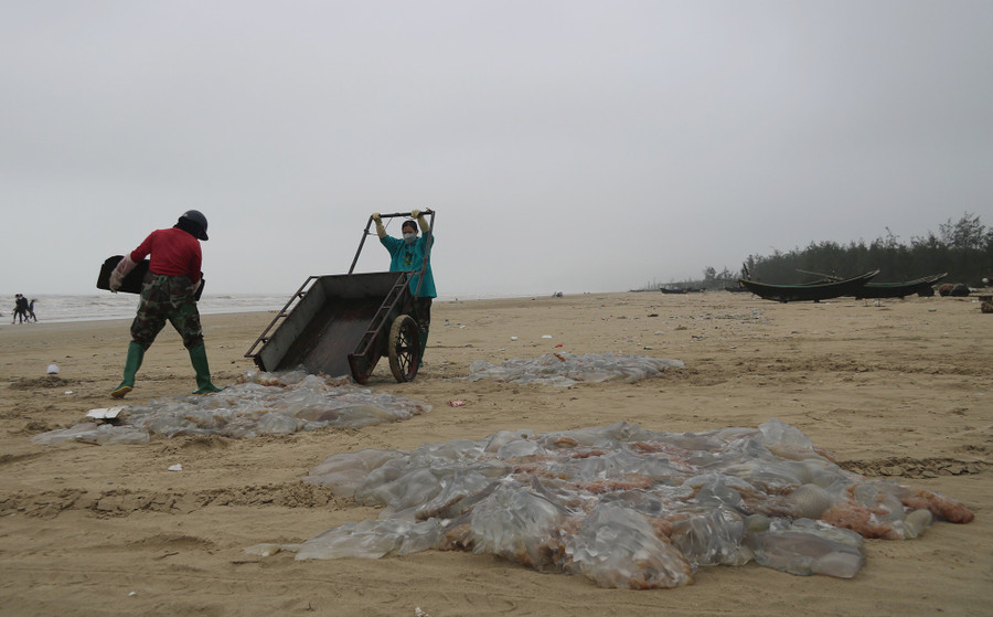 Trung bình mỗi ngày, ngư dân xã Kỳ Ninh thu từ 2 - 9 triệu đồng/ngày. Ảnh: Phạm Đức