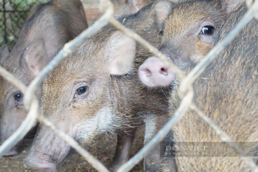 Giá heo hơi xuất bán dao động từ 180.000-200.000 đồng/kg. Ảnh: T.H