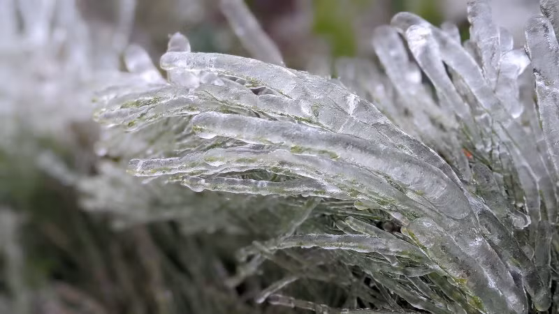 Những bông “san hô” trên cạn.