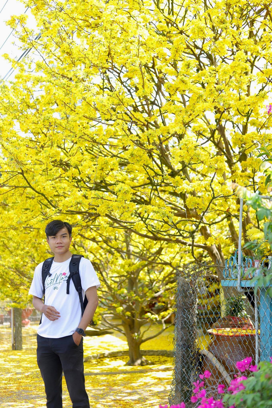 Mai nở vàng rực. Ảnh: NVCC