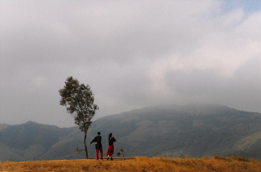 Vào những tháng cuối năm, từ tháng 11 tới tháng 2 năm sau, đỉnh Phượng Hoàng vào mùa cỏ cháy với sắc vàng thơ mộng giống vẻ đẹp của Đà Lạt thu nhỏ. Ảnh: Giang Nguyen Vu Hoang Vào những tháng cuối năm, từ tháng 11 tới tháng 2 năm sau, đỉnh Phượng Hoàng vào mùa cỏ cháy với sắc vàng thơ mộng giống vẻ đẹp của Đà Lạt thu nhỏ. Ảnh: Giang Nguyen Vu Hoang