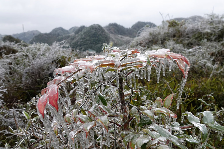 Cây lá đỏ trên sườn núi bị đóng băng dày. Ảnh: Mai Thanh Hải