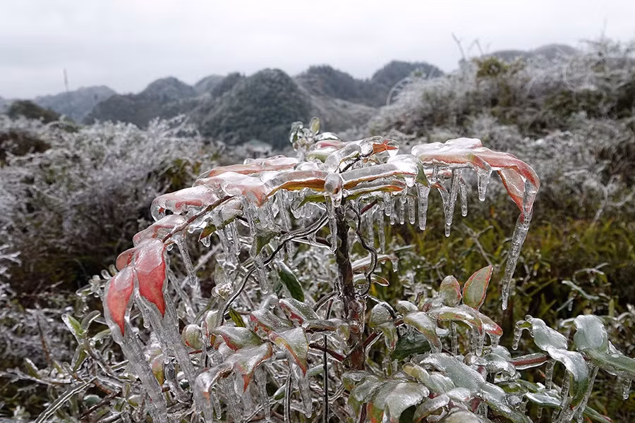 Cây lá đỏ trên sườn núi bị đóng băng dày. Ảnh: Mai Thanh Hải