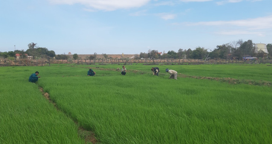 Đầu xuân người dân trong xã phấn khởi xuống đồng làm cỏ cho lúa nước. Ảnh : Anh Huy